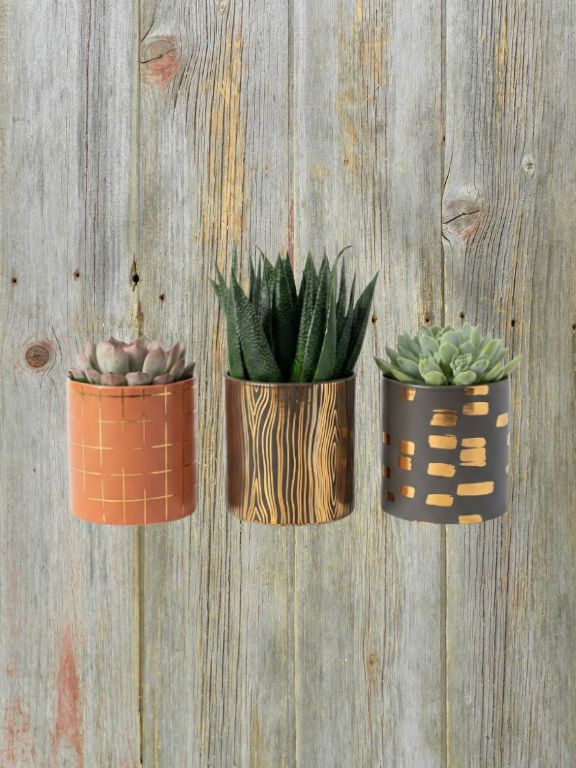 4" GOLD FASHIONED SUCCULENT PLANT COMBO